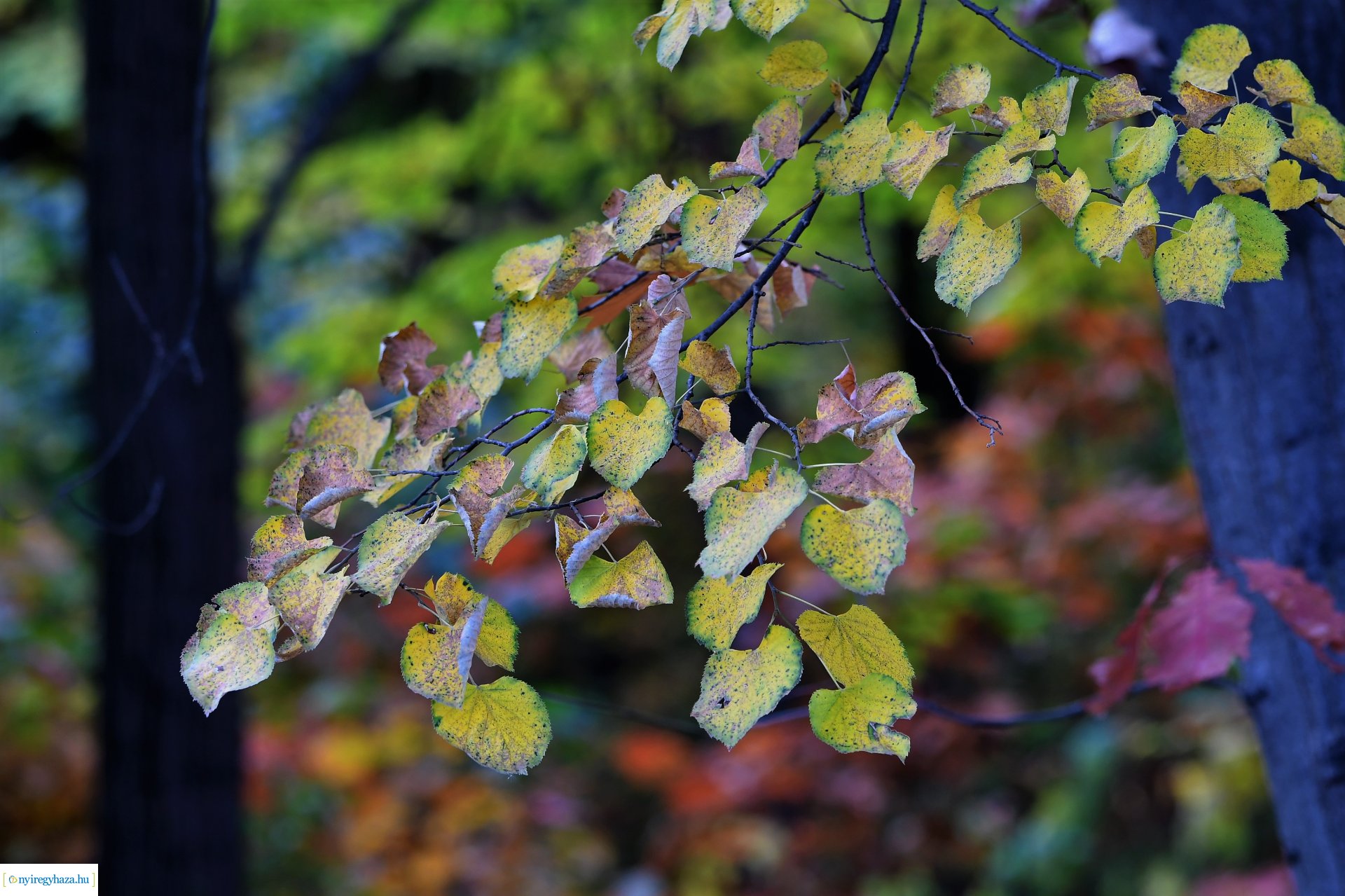 Ezer színben pompázik az őszi erdő