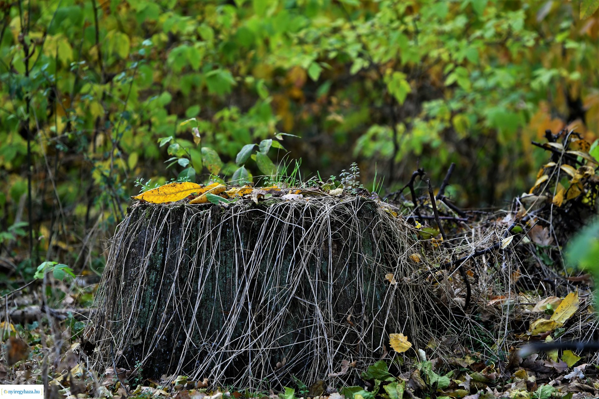 Ezer színben pompázik az őszi erdő