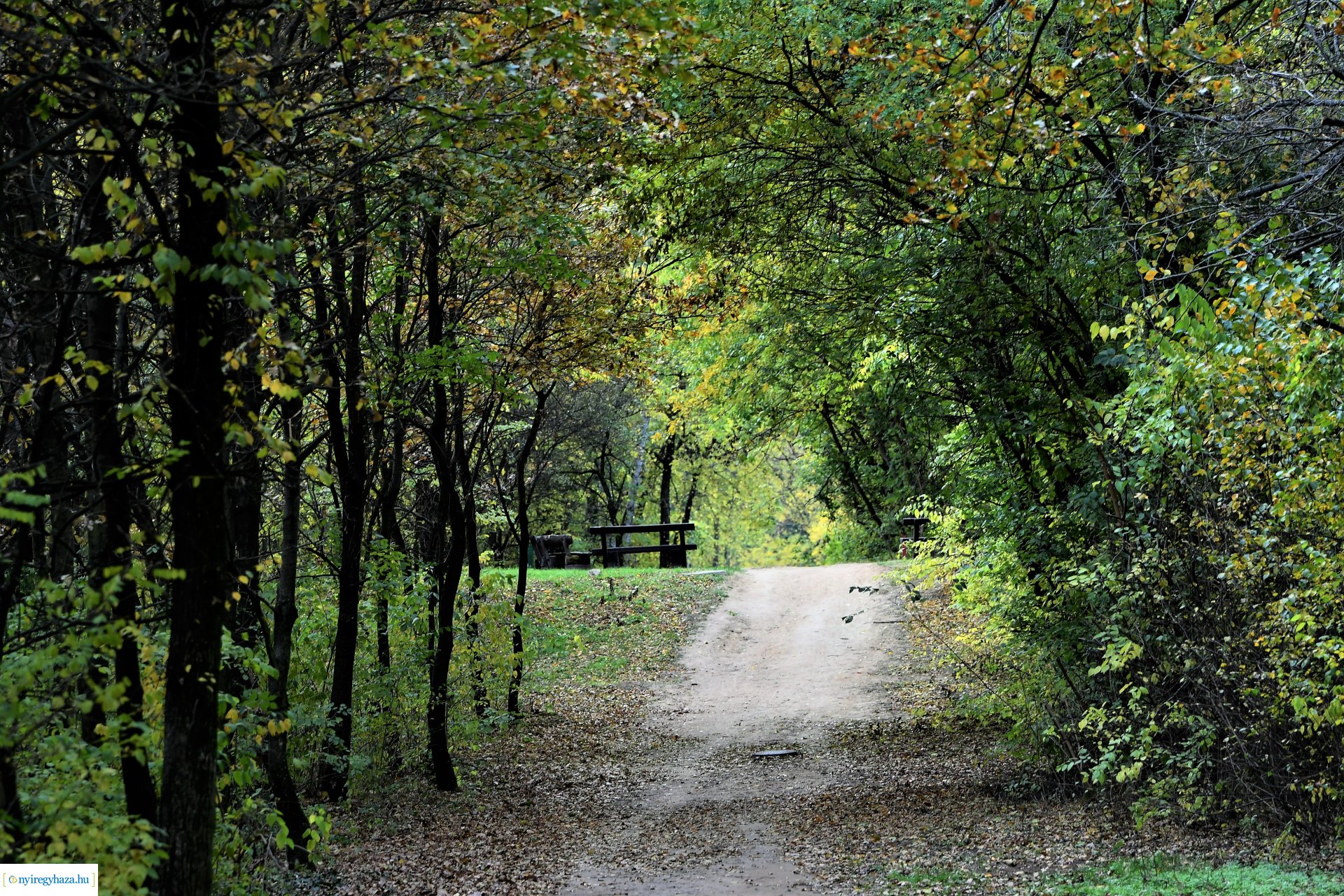 Ezer színben pompázik az őszi erdő