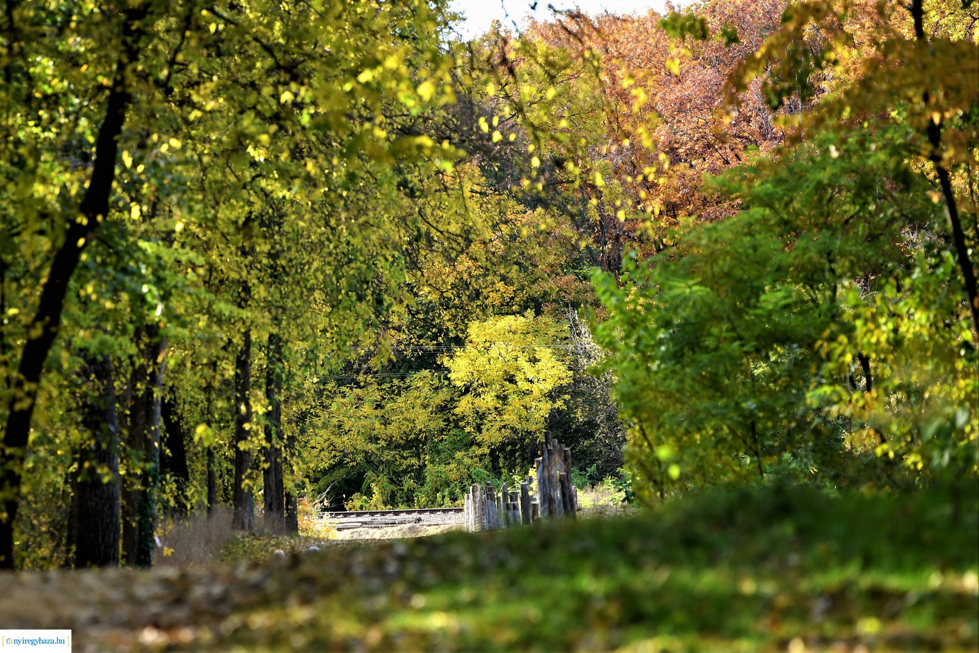 Ezer színben pompázik az őszi erdő
