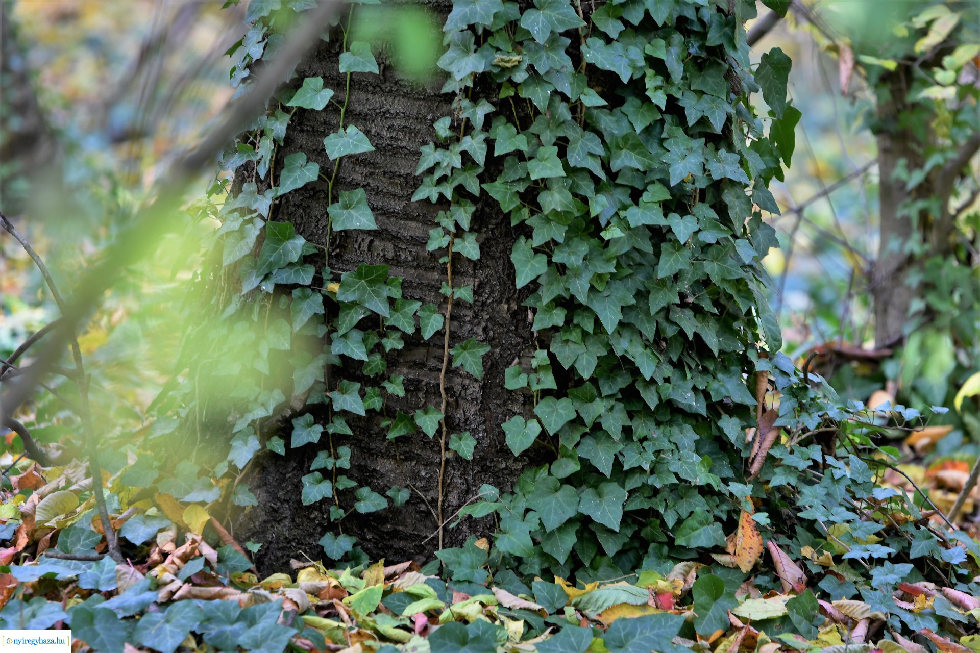 Ezer színben pompázik az őszi erdő