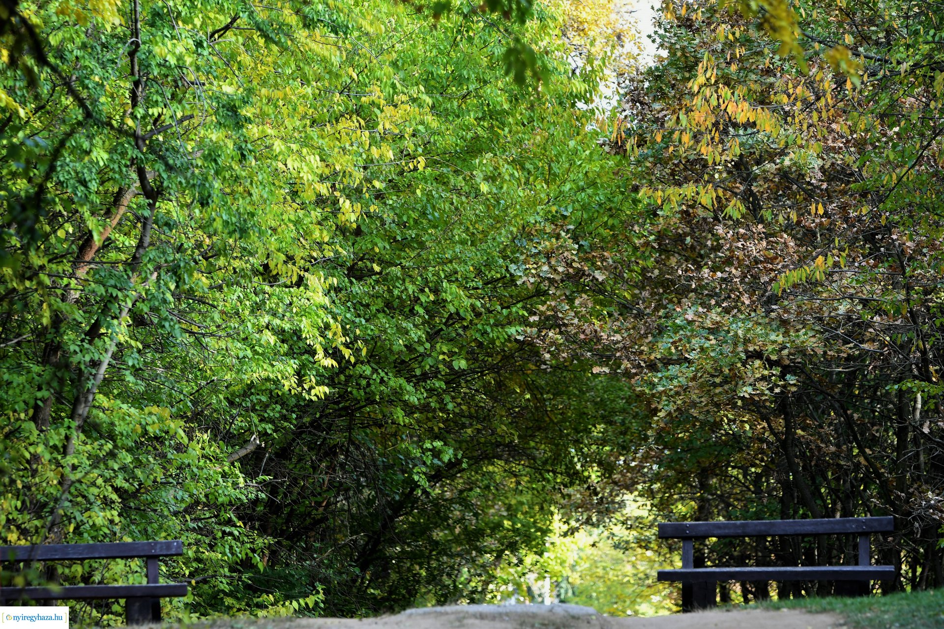 Ezer színben pompázik az őszi erdő