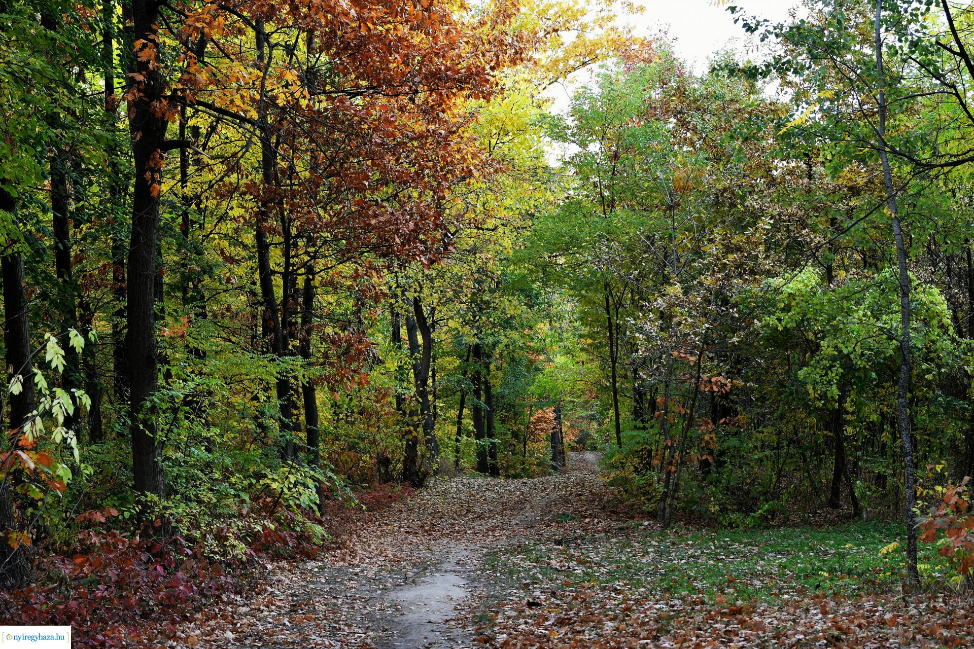 Ezer színben pompázik az őszi erdő