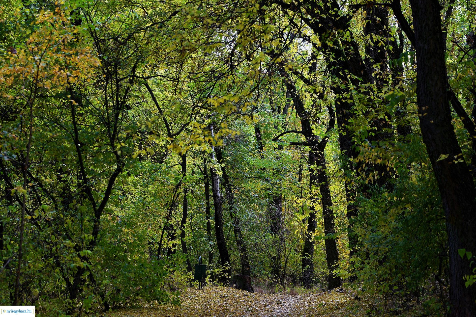 Ezer színben pompázik az őszi erdő