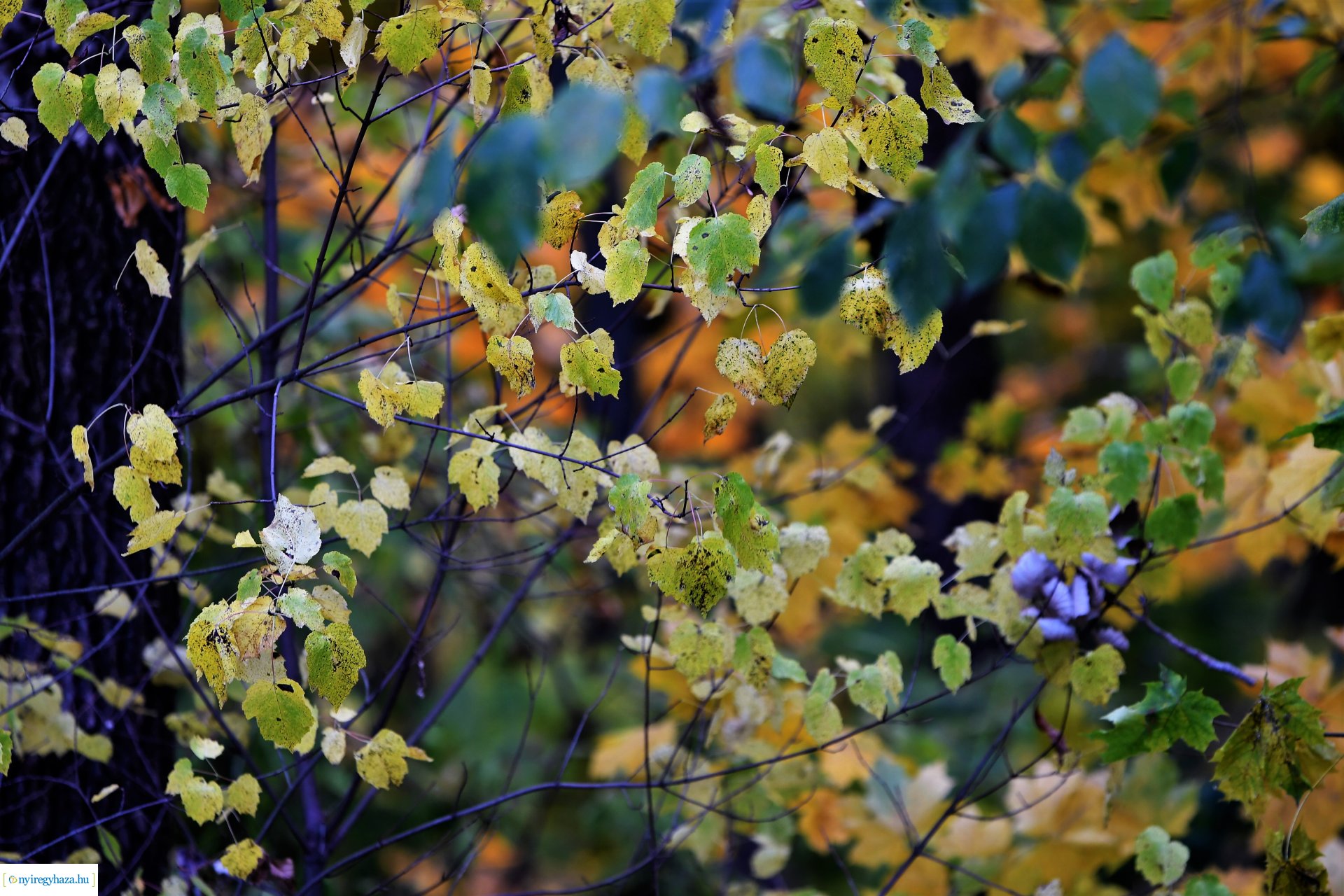 Ezer színben pompázik az őszi erdő