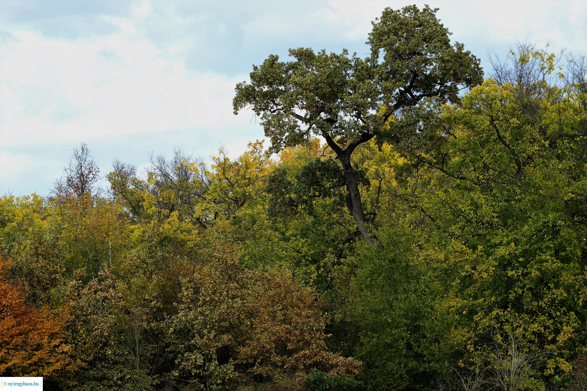 Ezer színben pompázik az őszi erdő