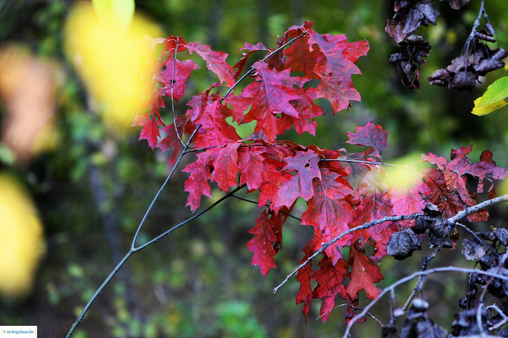 Ezer színben pompázik az őszi erdő