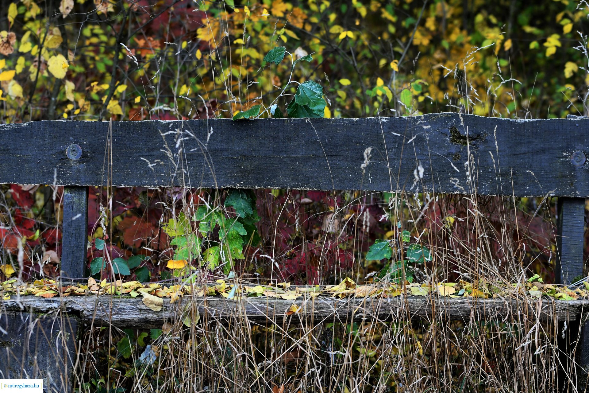 Ezer színben pompázik az őszi erdő