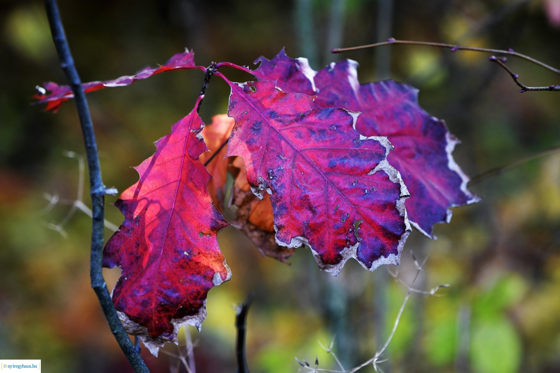 Ezer színben pompázik az őszi erdő