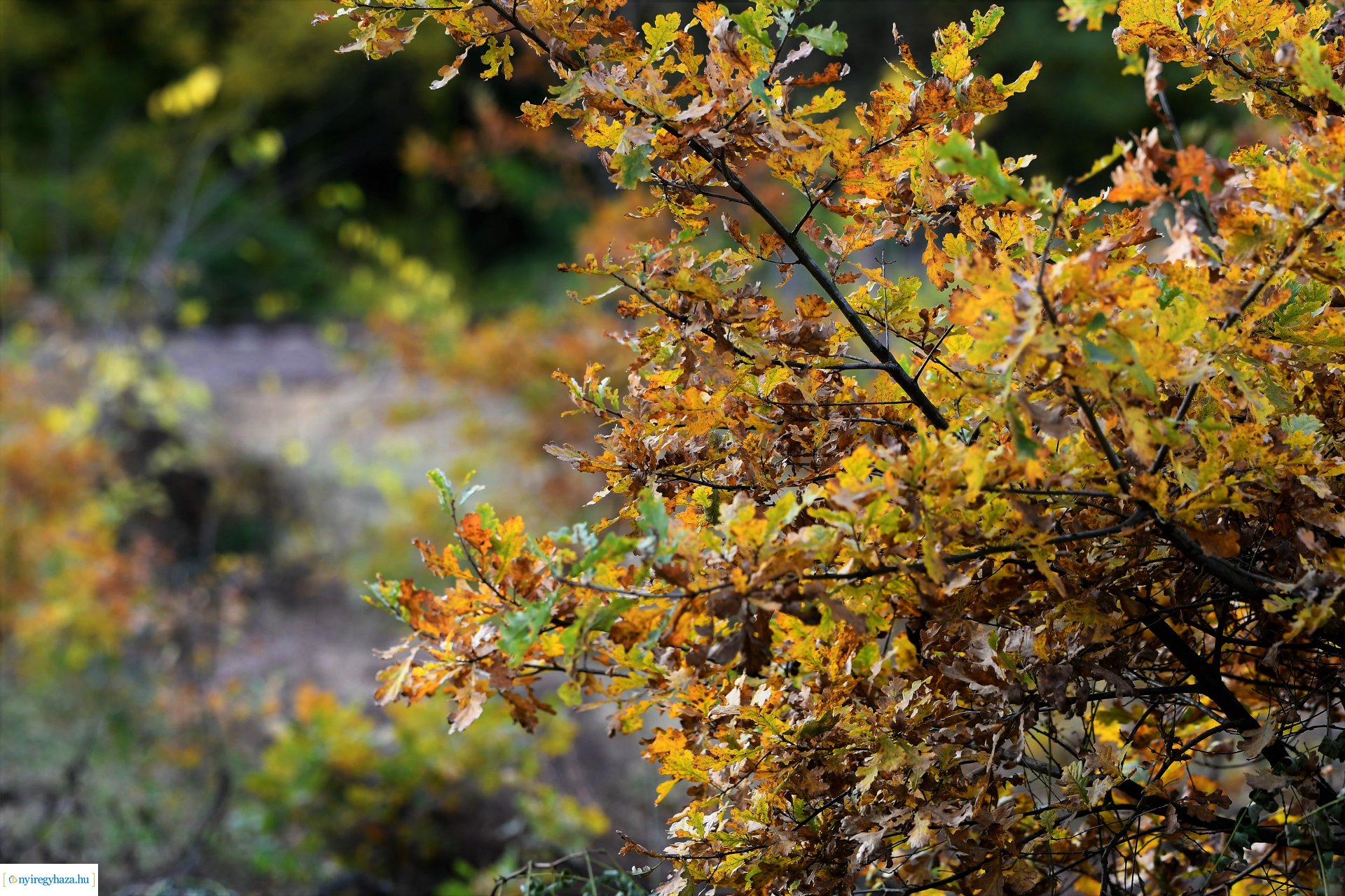Ezer színben pompázik az őszi erdő