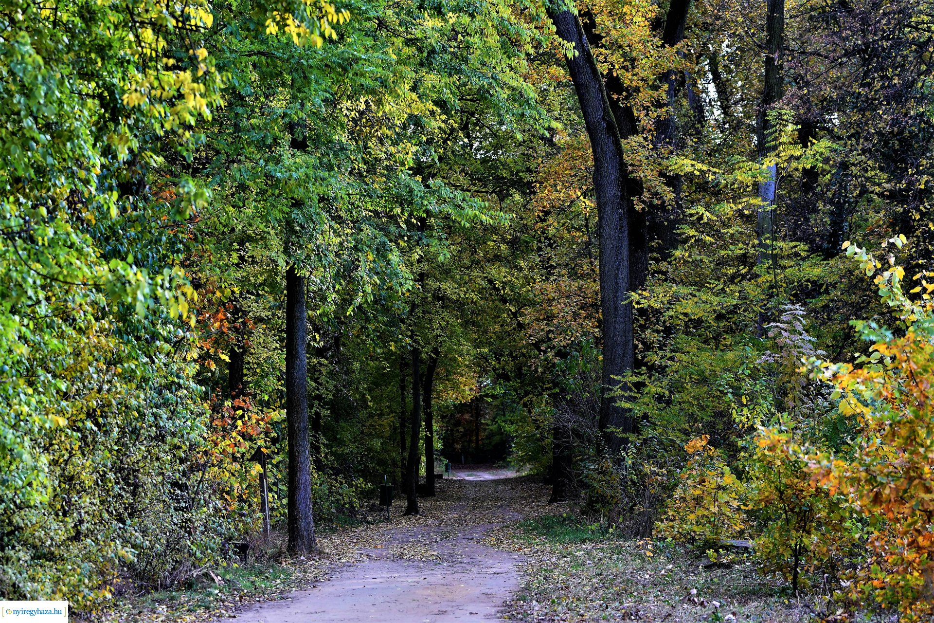 Ezer színben pompázik az őszi erdő