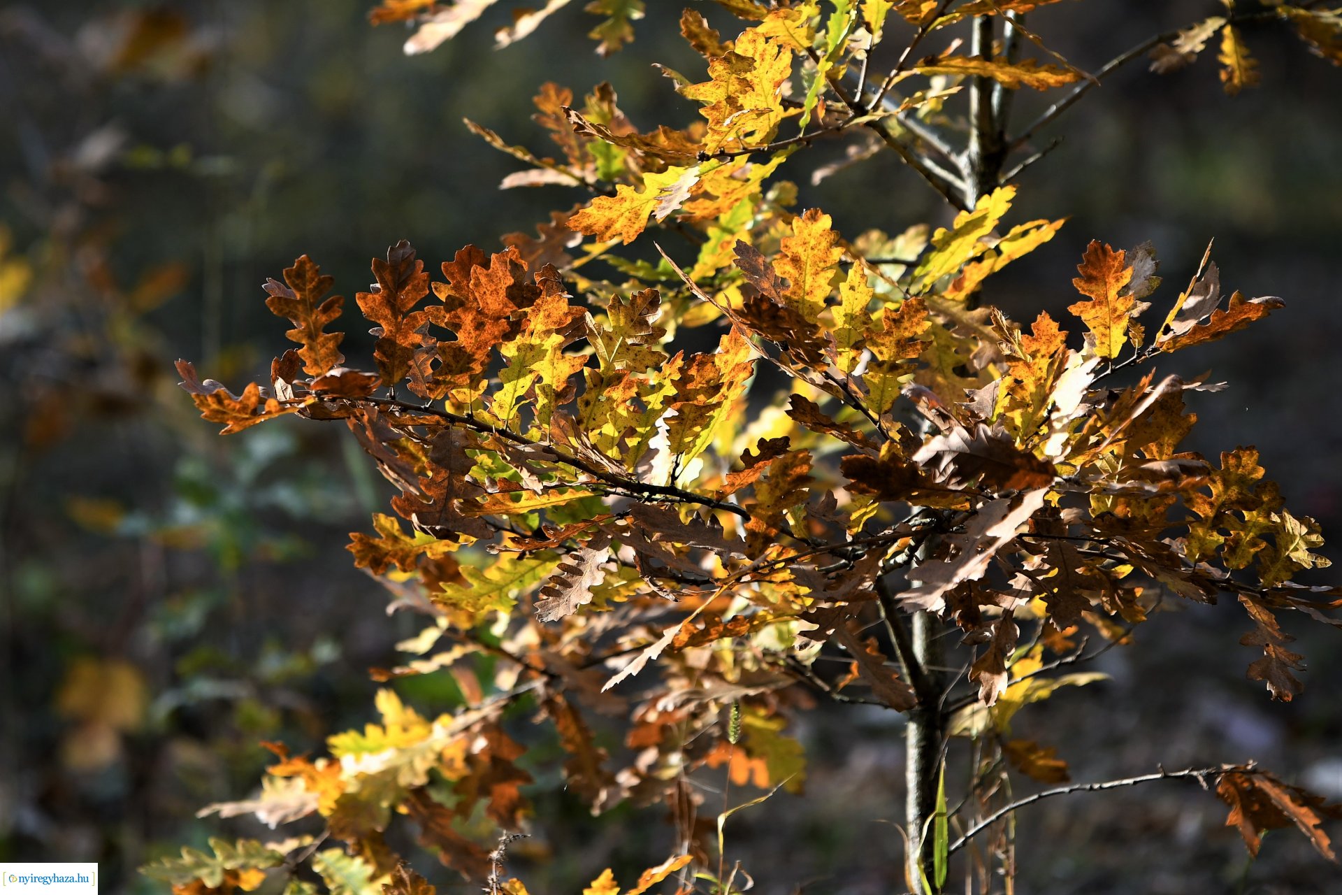 Ezer színben pompázik az őszi erdő