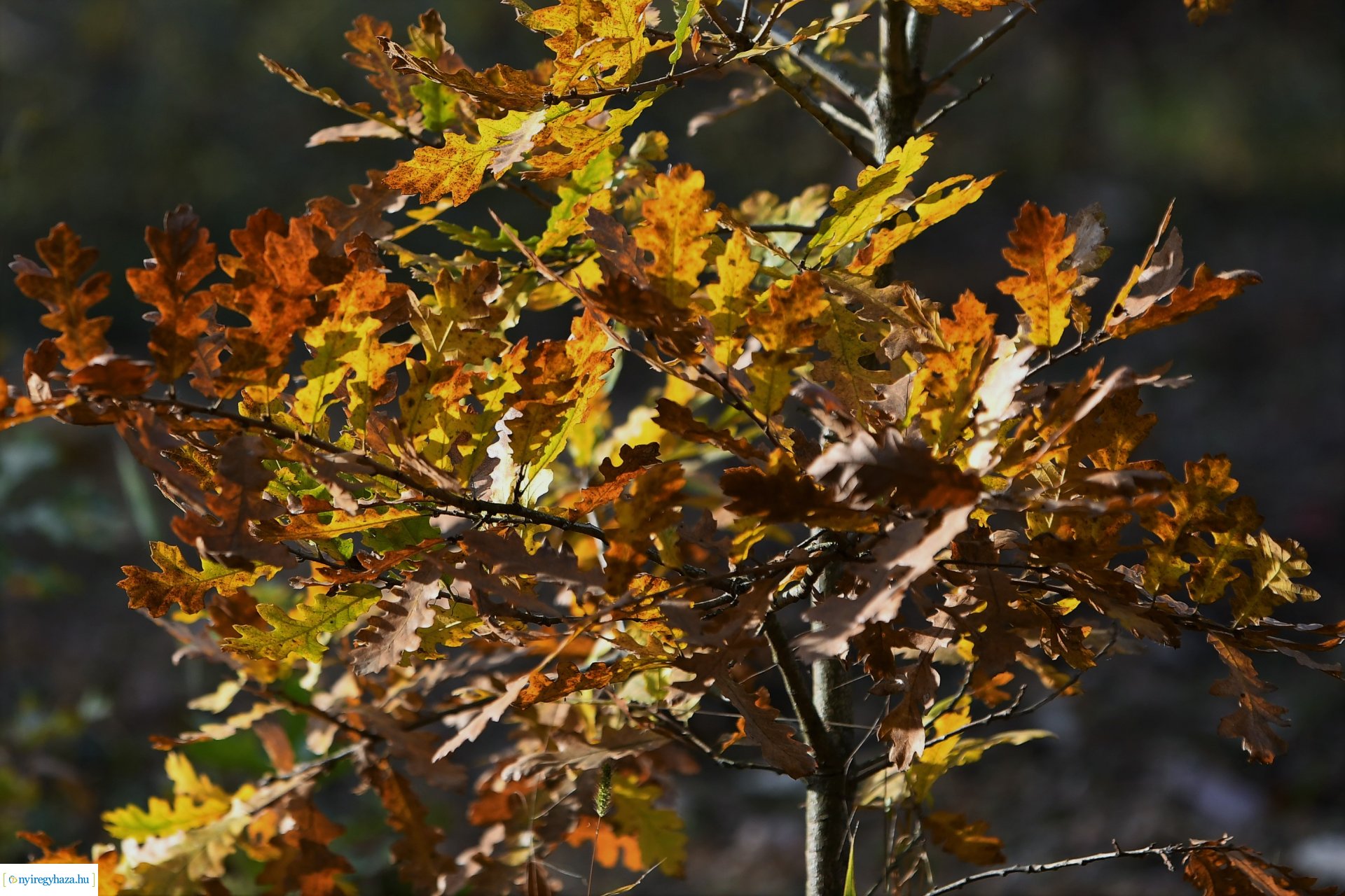 Ezer színben pompázik az őszi erdő