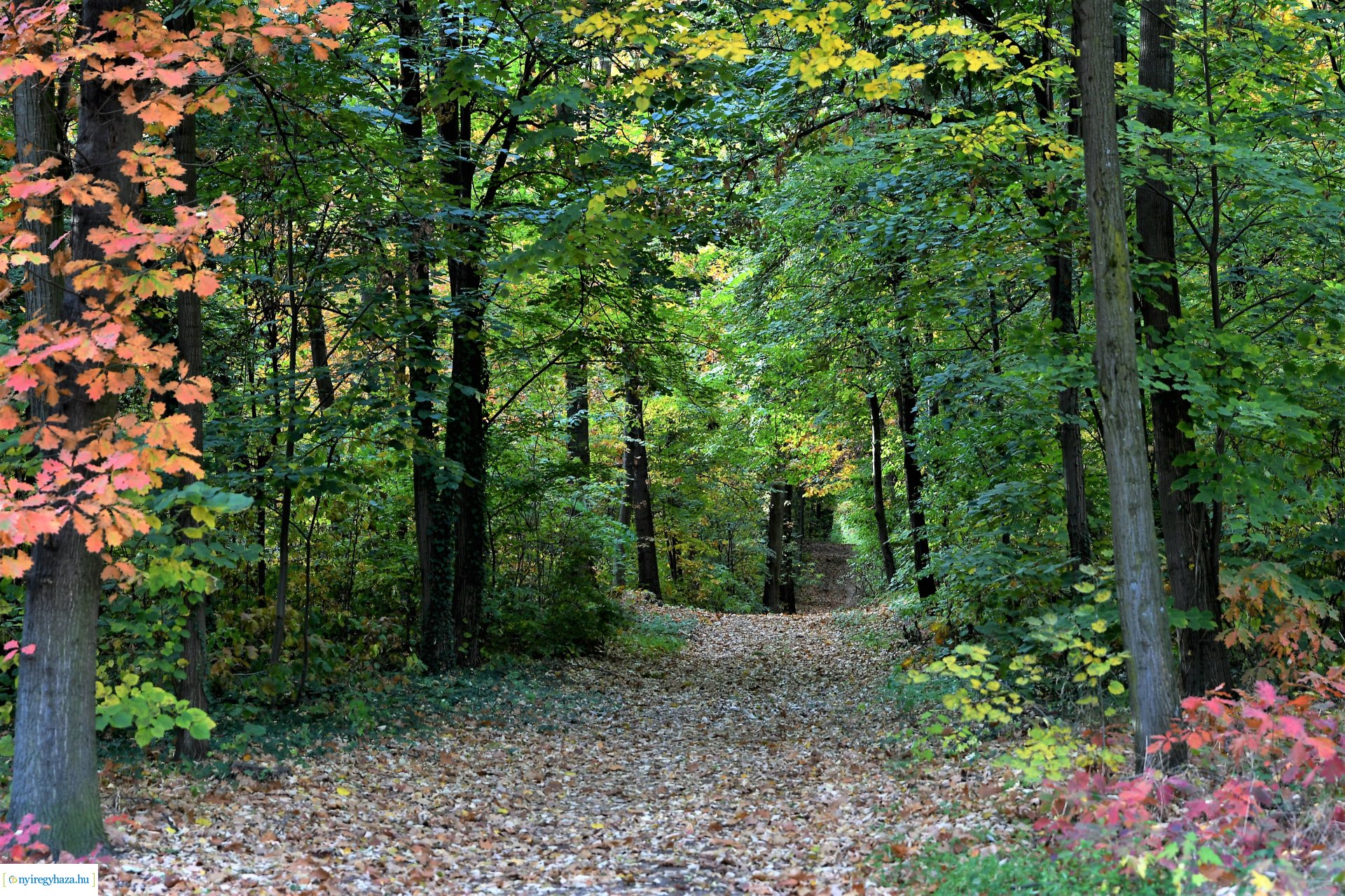 Ezer színben pompázik az őszi erdő