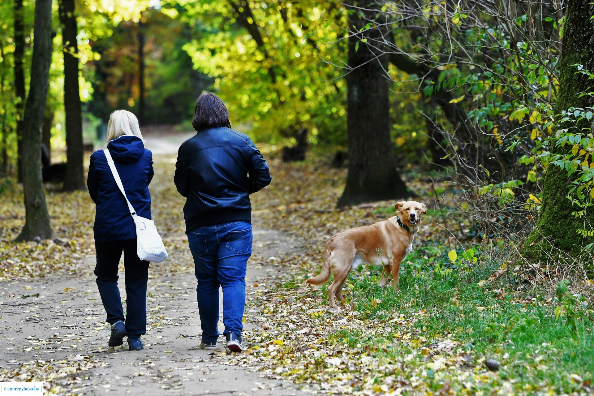 Ezer színben pompázik az őszi erdő