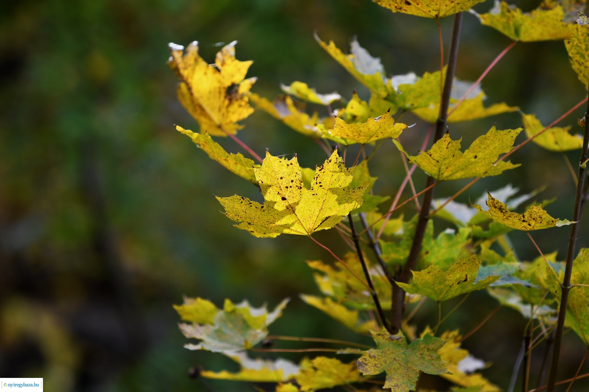 Ezer színben pompázik az őszi erdő