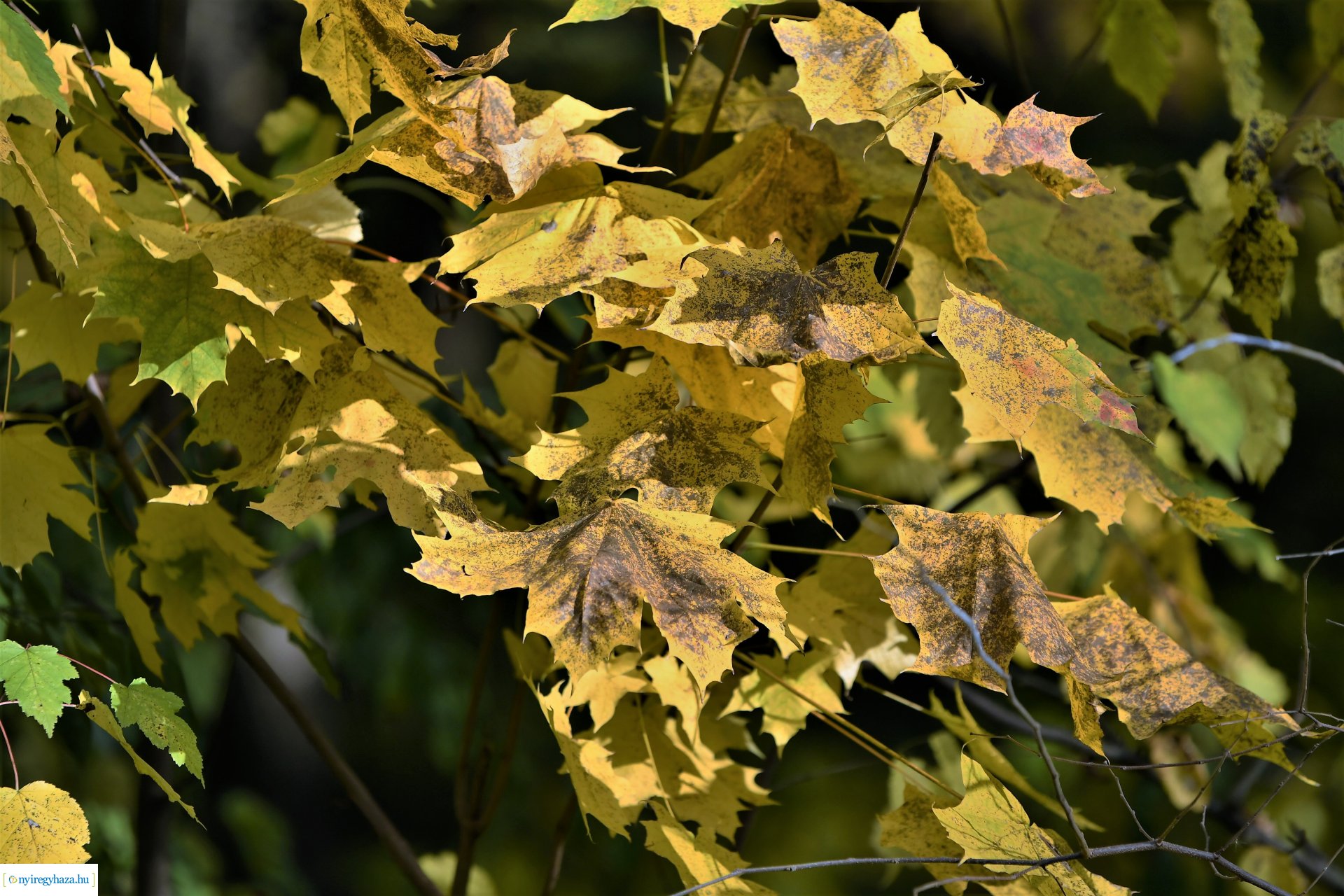 Ezer színben pompázik az őszi erdő