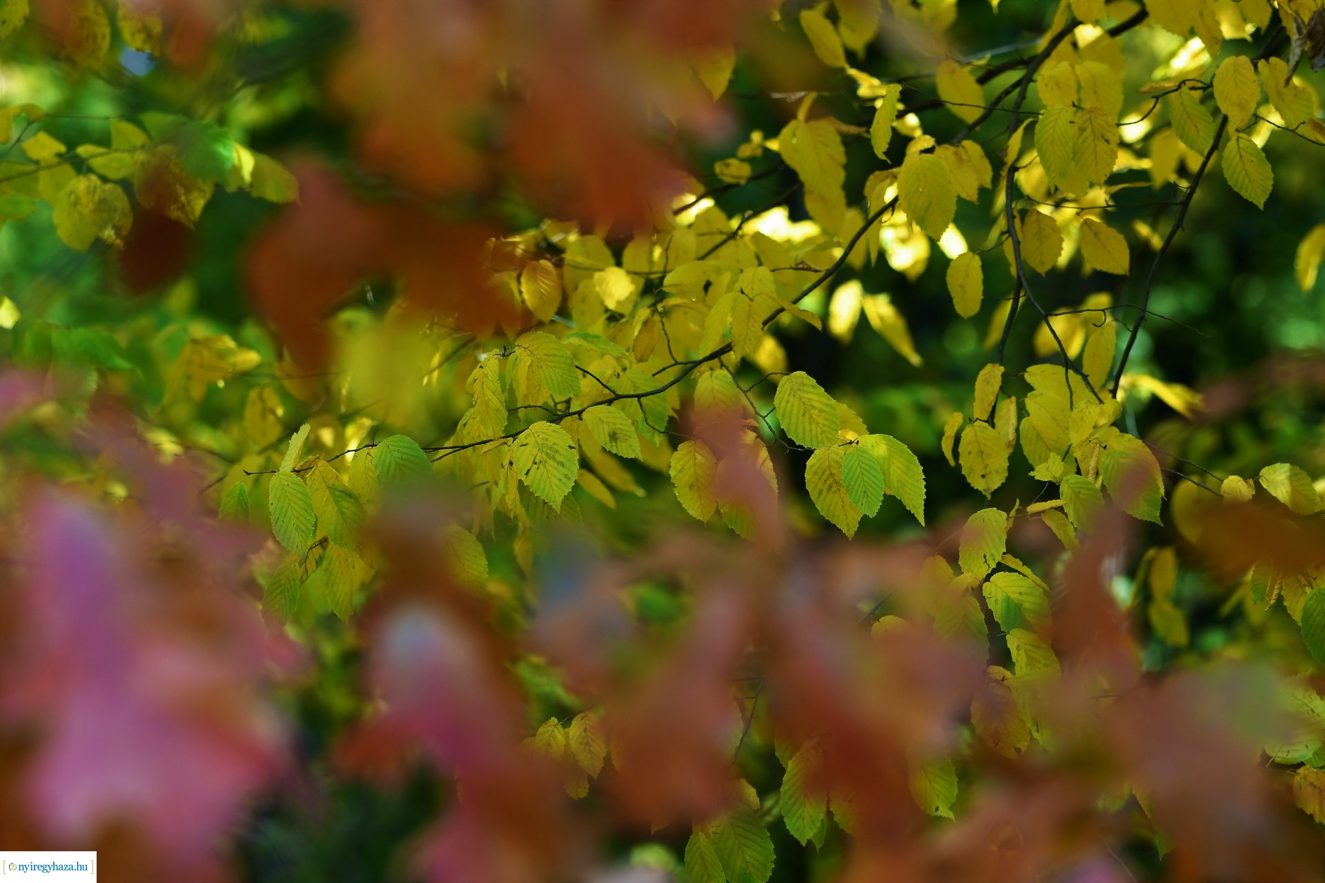 Ezer színben pompázik az őszi erdő
