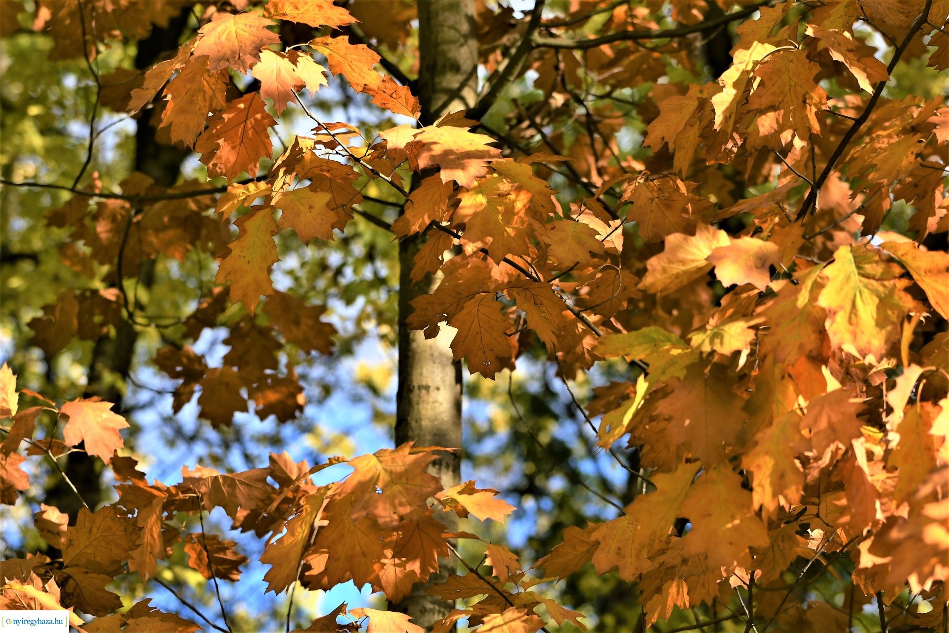Ezer színben pompázik az őszi erdő