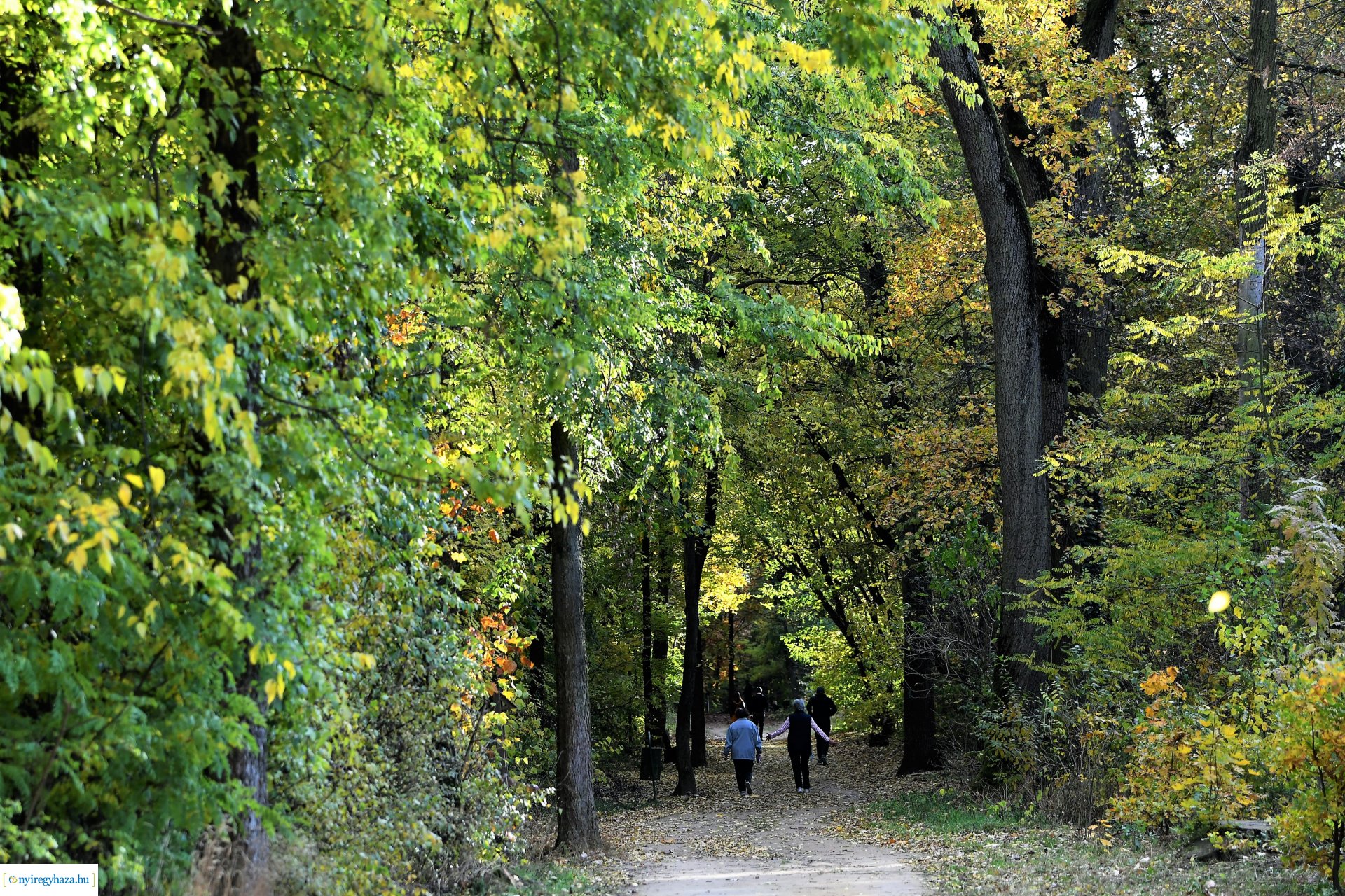 Ezer színben pompázik az őszi erdő