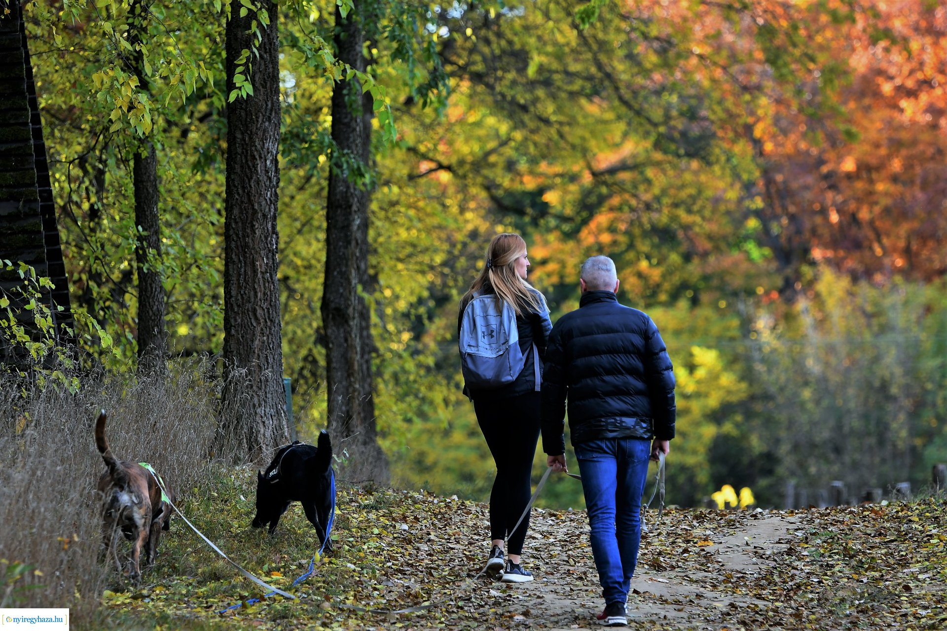 Ezer színben pompázik az őszi erdő