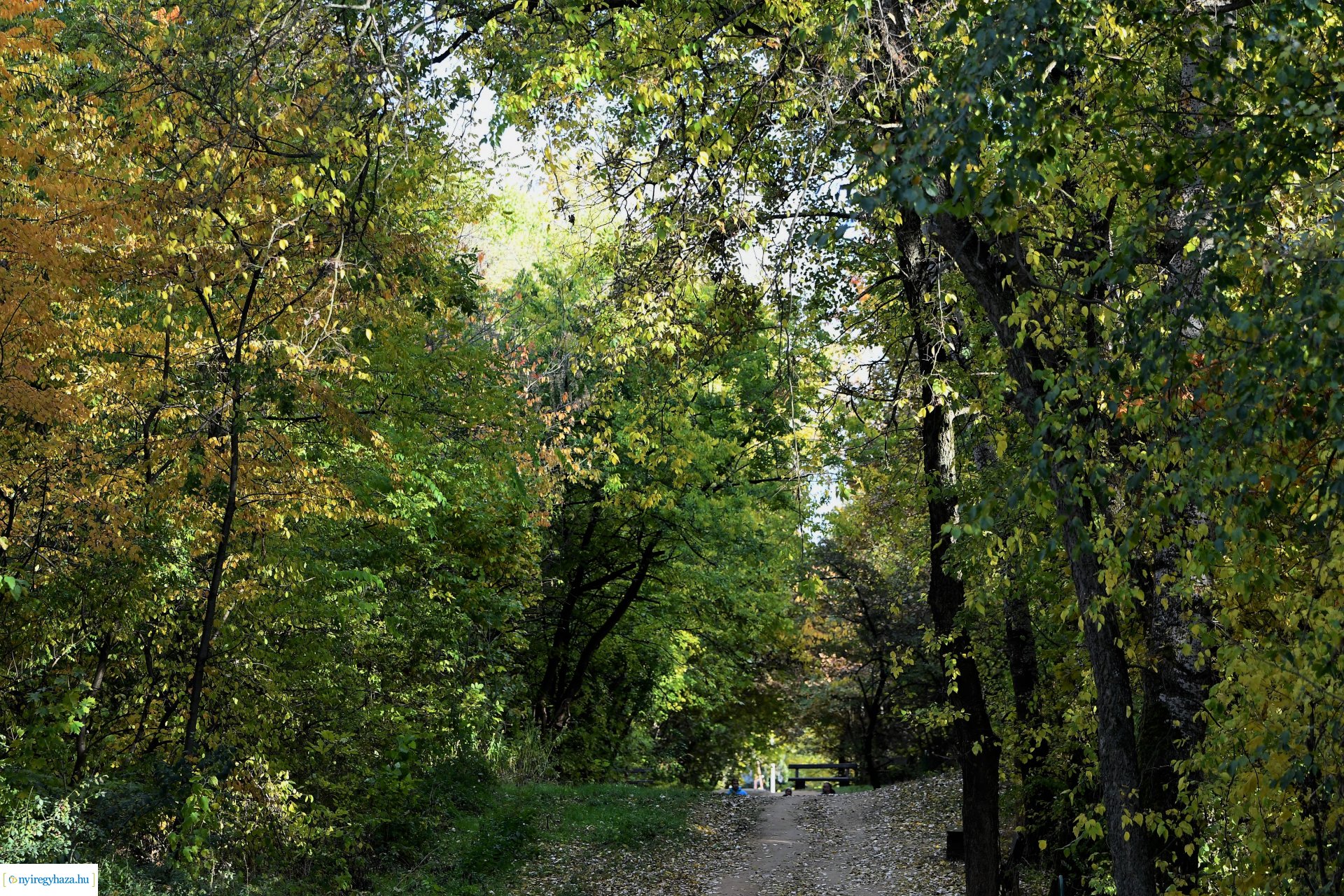 Ezer színben pompázik az őszi erdő