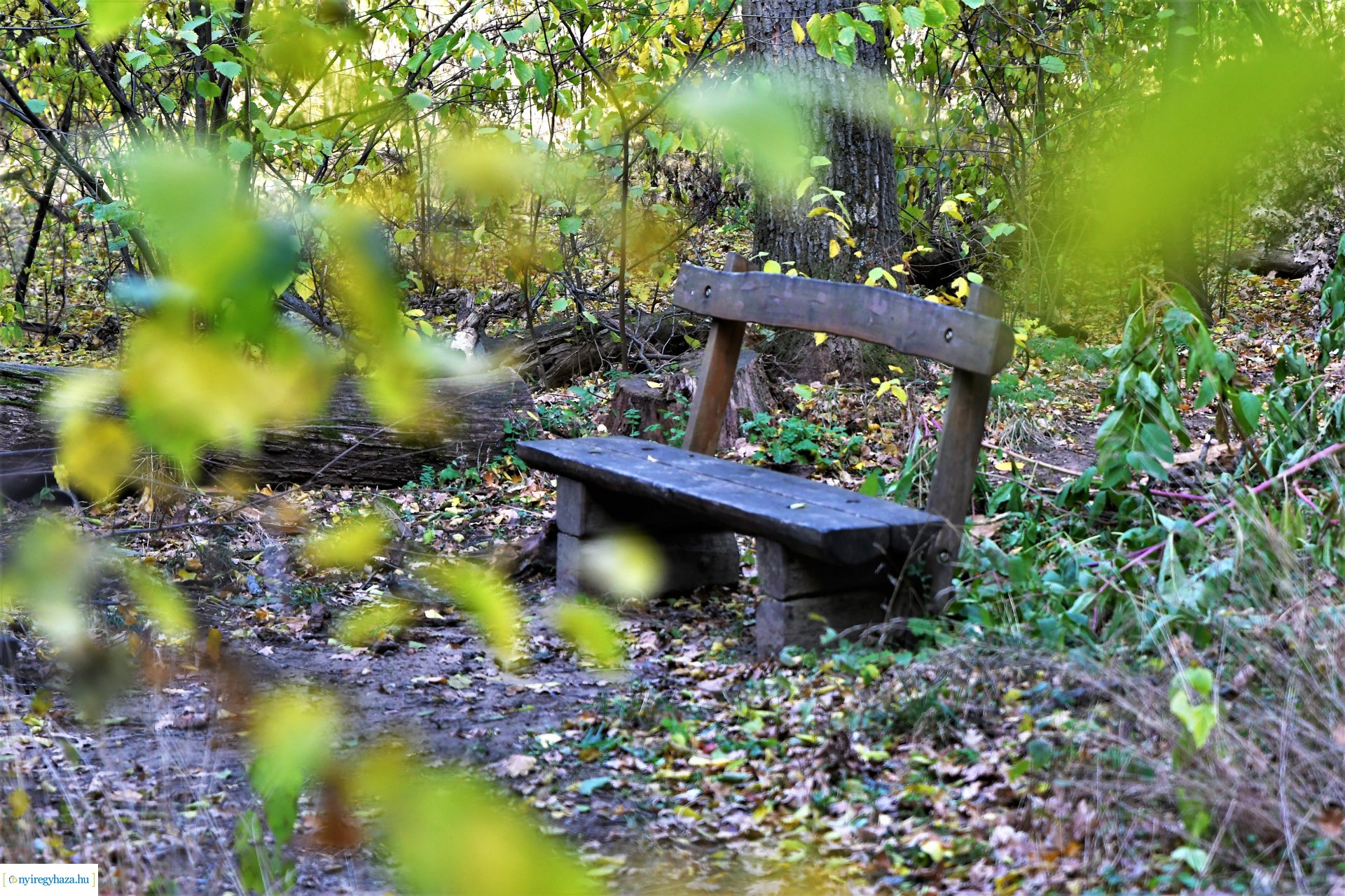 Ezer színben pompázik az őszi erdő