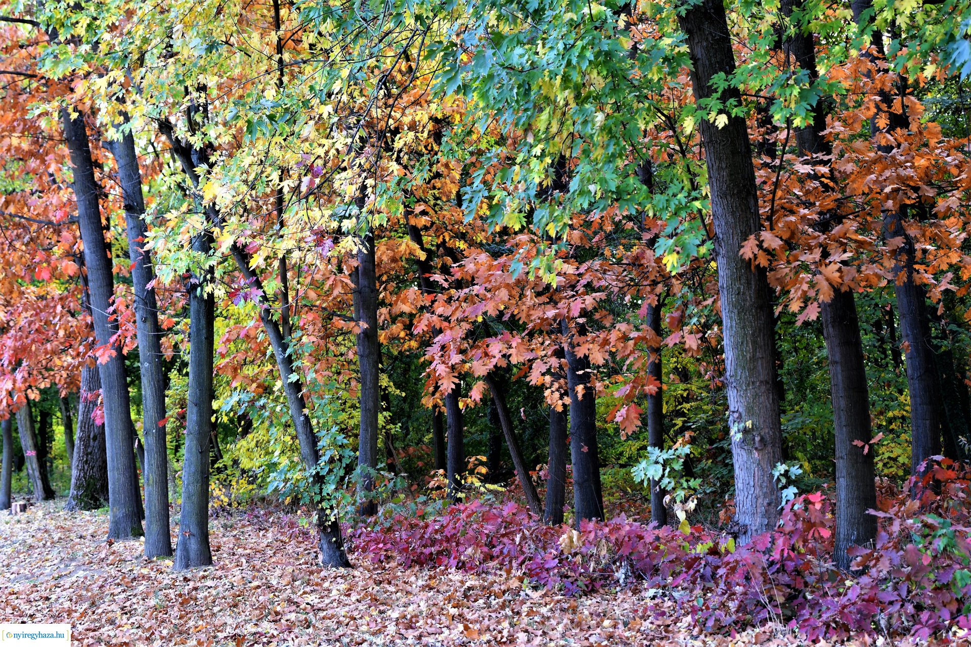 Ezer színben pompázik az őszi erdő