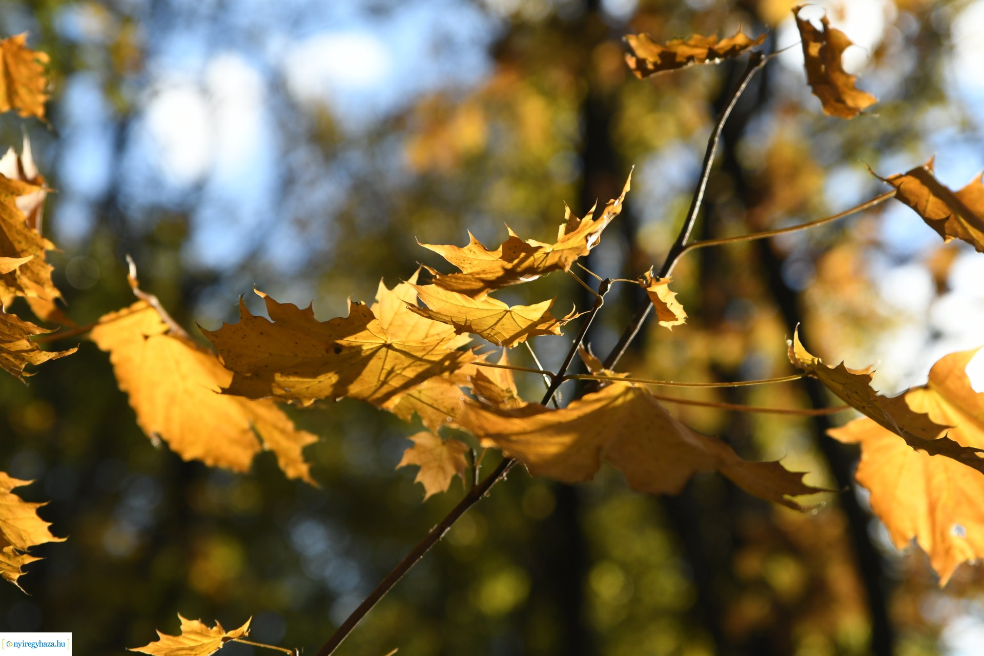 Ezer színben pompázik az őszi erdő