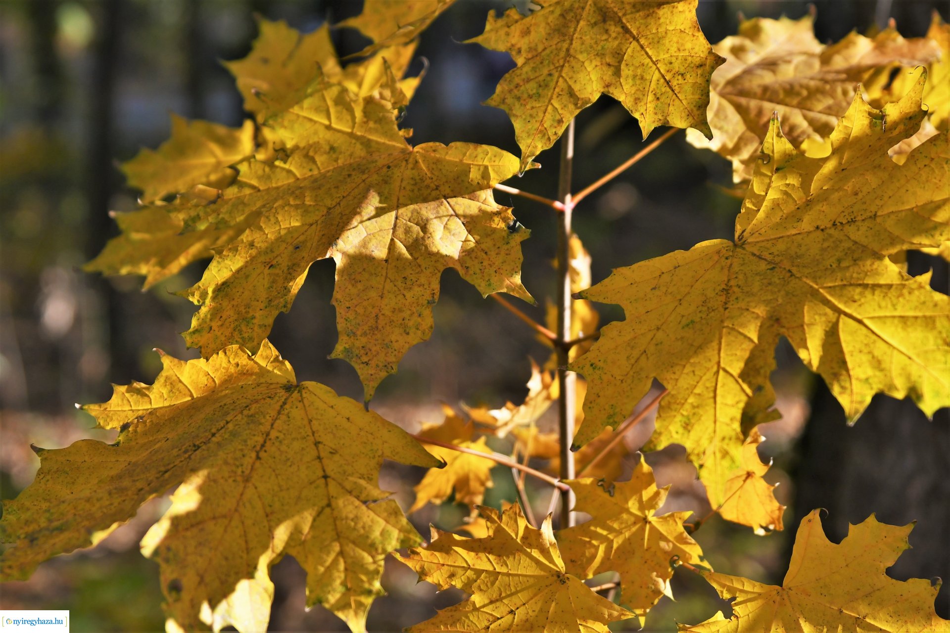 Ezer színben pompázik az őszi erdő