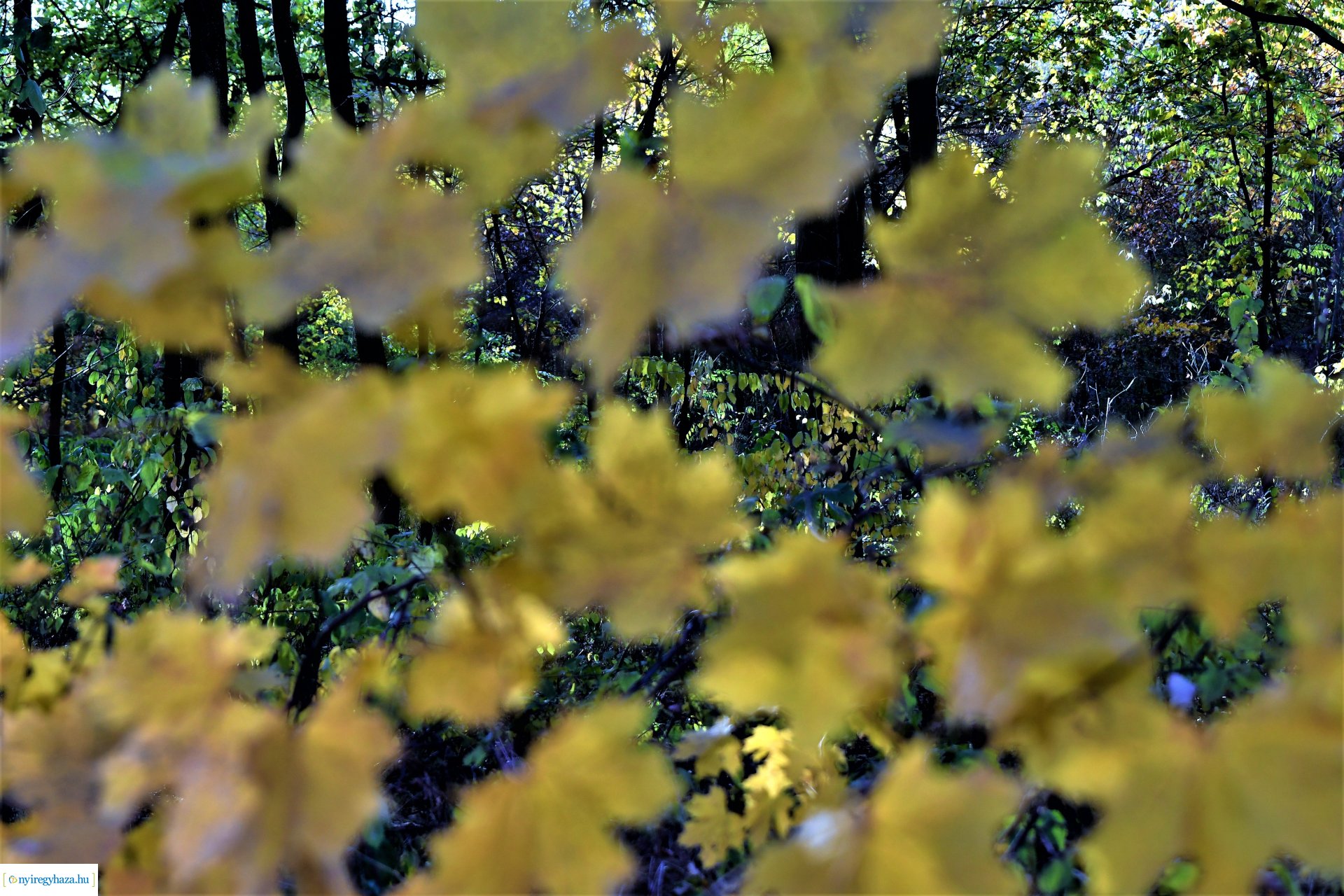 Ezer színben pompázik az őszi erdő