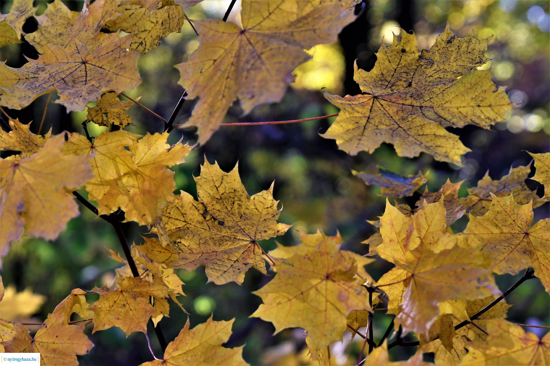 Ezer színben pompázik az őszi erdő