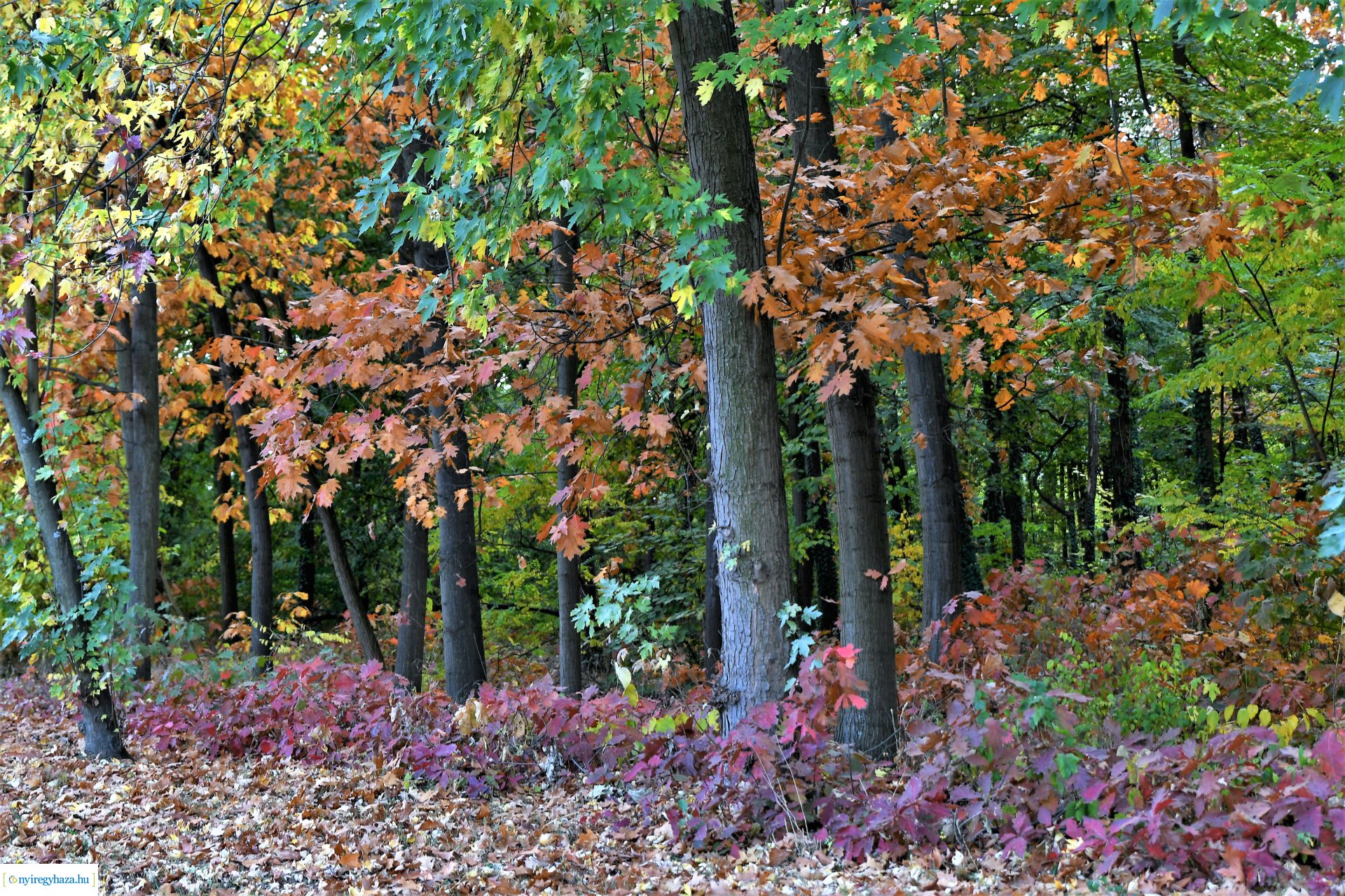 Ezer színben pompázik az őszi erdő