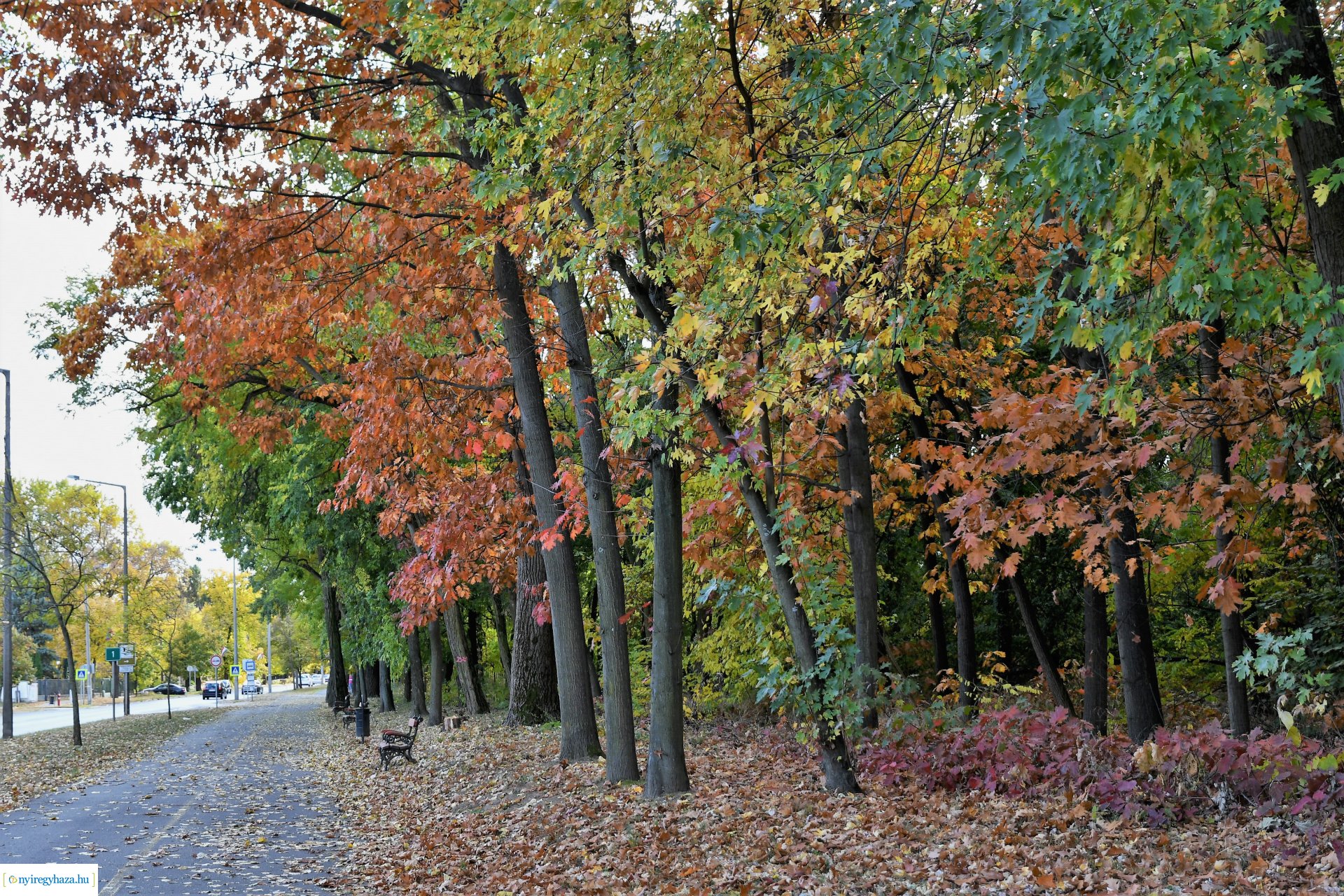 Ezer színben pompázik az őszi erdő