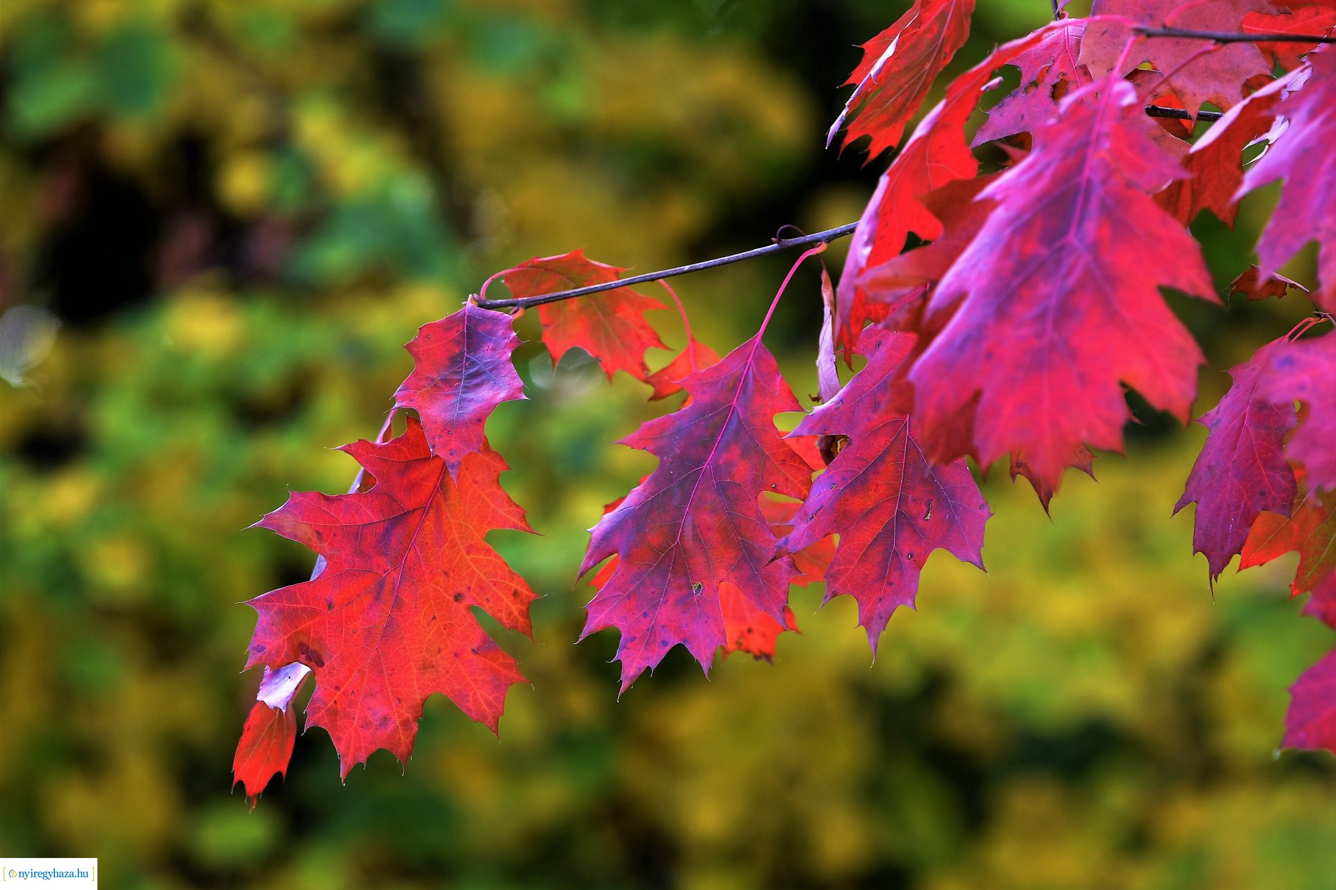 Ezer színben pompázik az őszi erdő