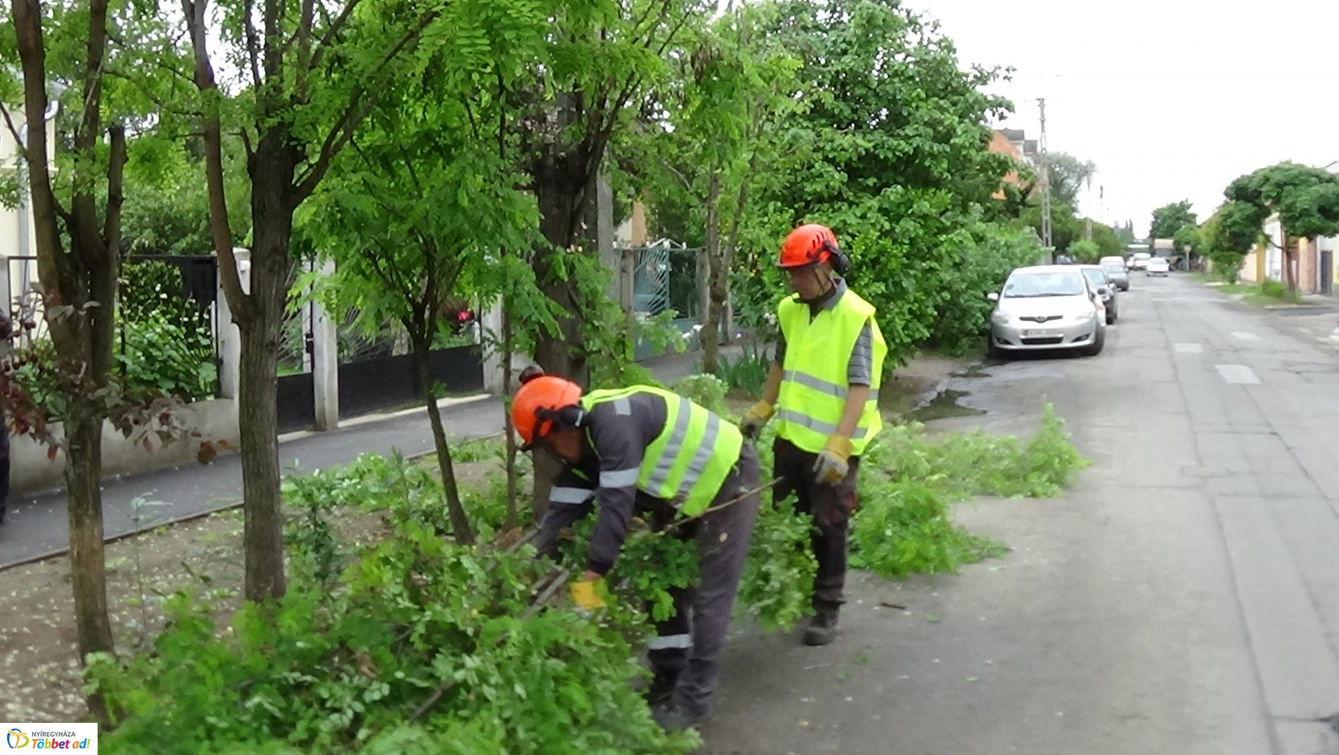 Faápolási munkálatok a Moszkva utcában