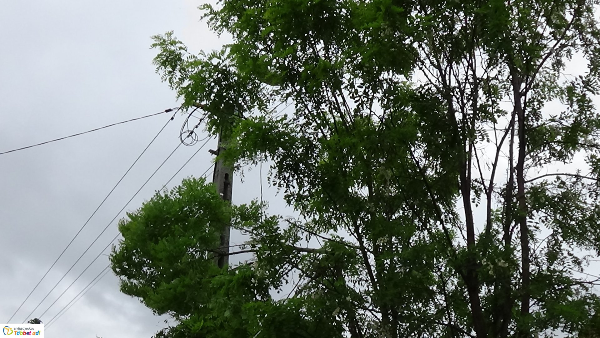 Faápolási munkálatok a Moszkva utcában