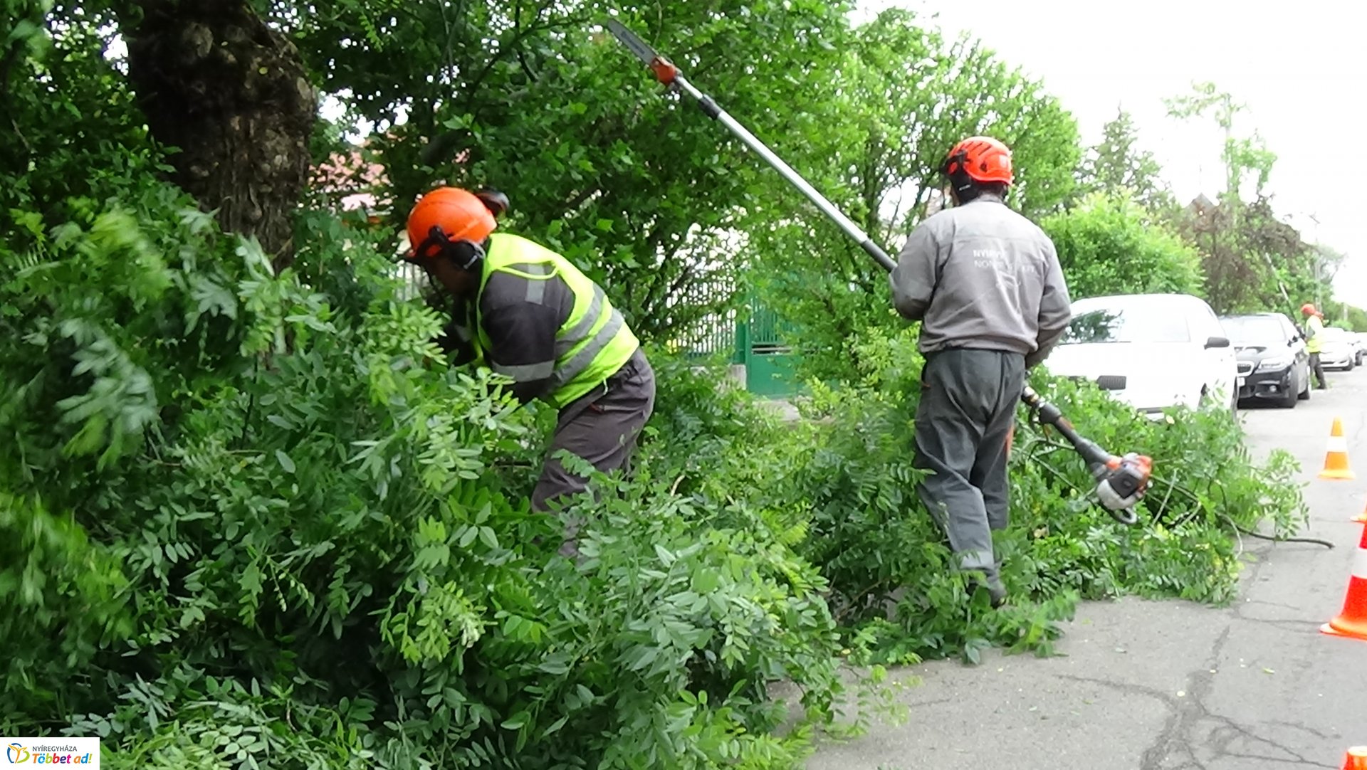 Faápolási munkálatok a Moszkva utcában