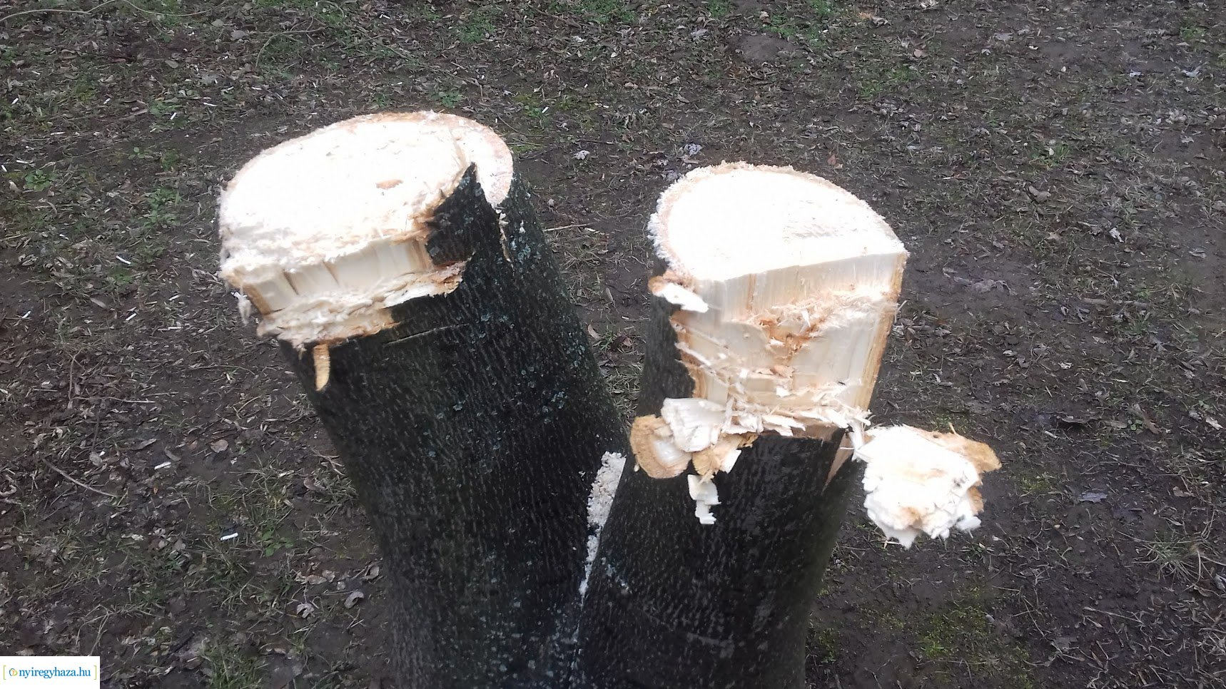 Fákat rongáltak Örökösföldön