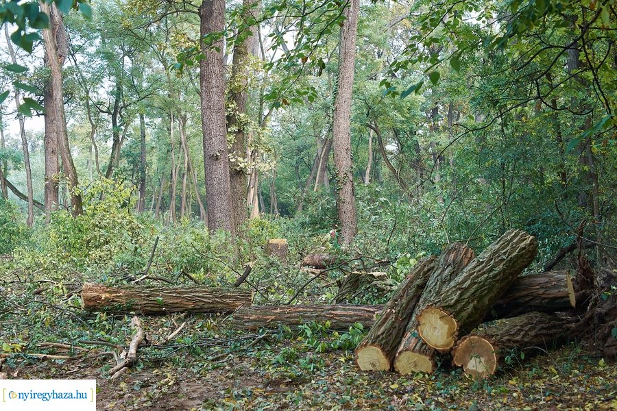 Fakitermelés a sóstói erdőben 20211013