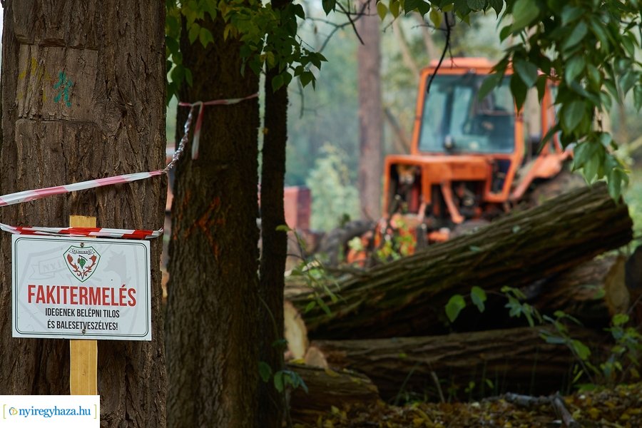 Fakitermelés a sóstói erdőben 20211013