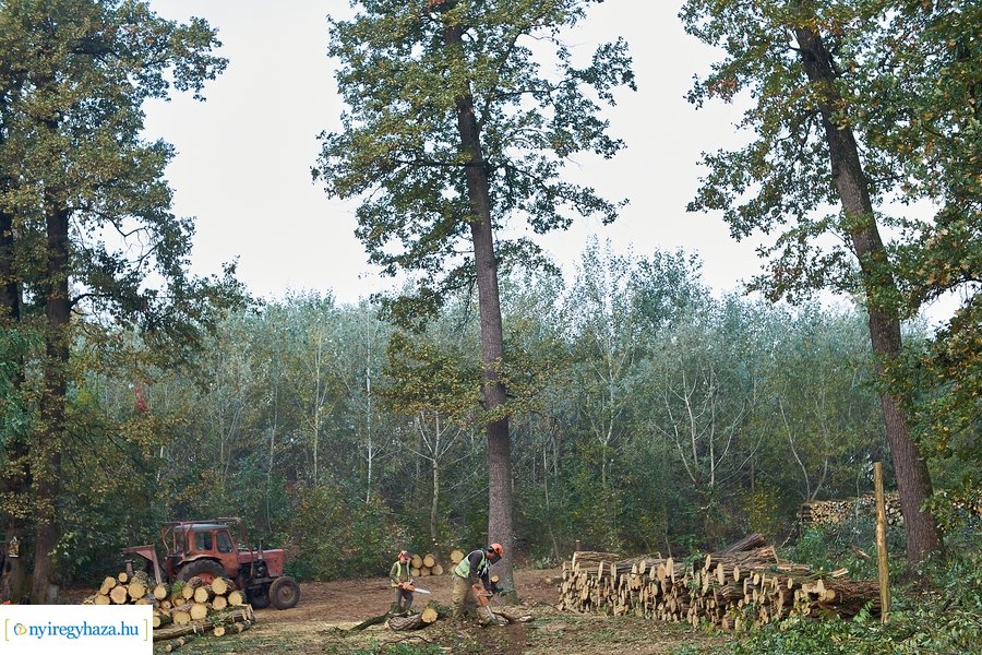 Fakitermelés a sóstói erdőben 20211013