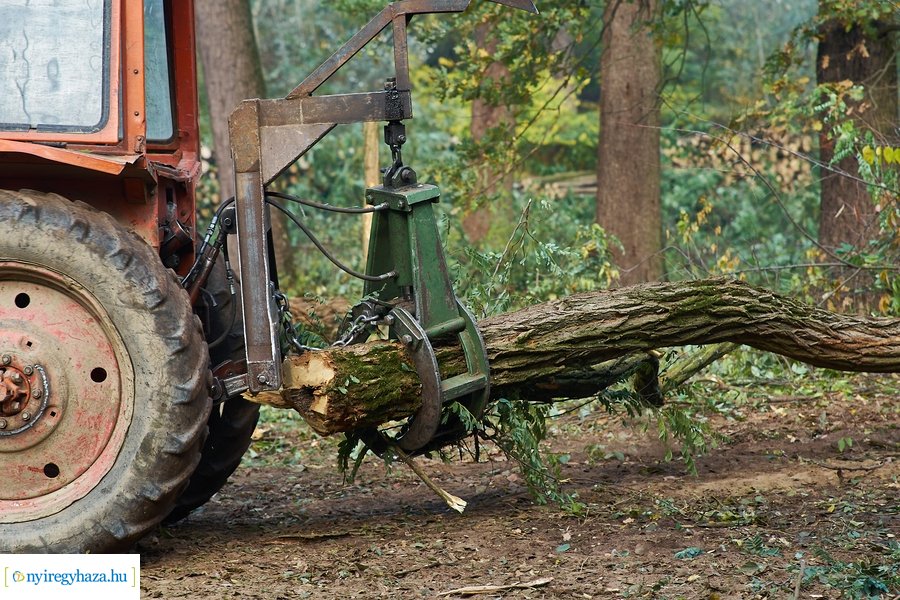 Fakitermelés a sóstói erdőben 20211013