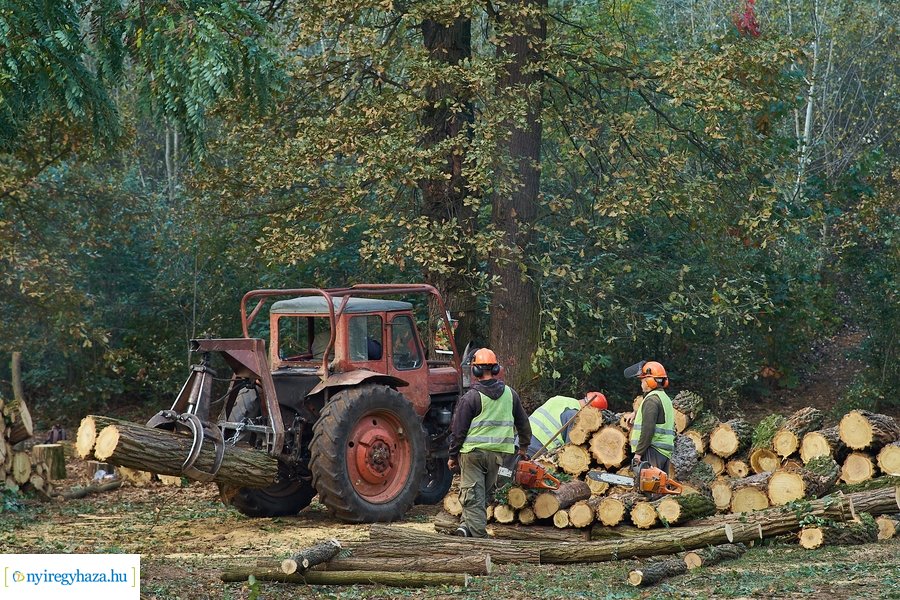 Fakitermelés a sóstói erdőben 20211013