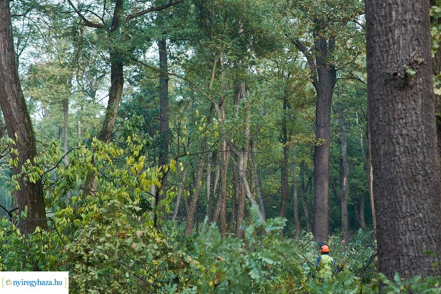 Fakitermelés a sóstói erdőben 20211013