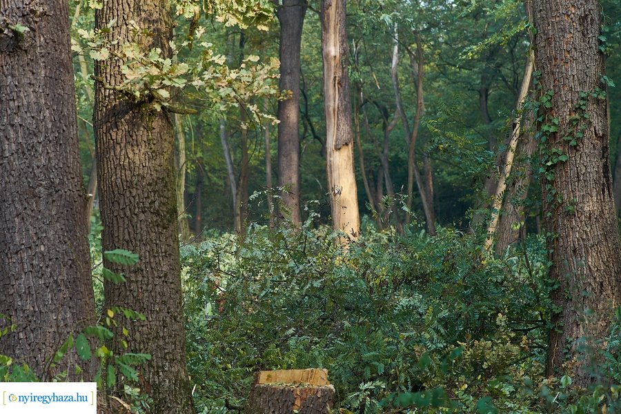 Fakitermelés a sóstói erdőben 20211013