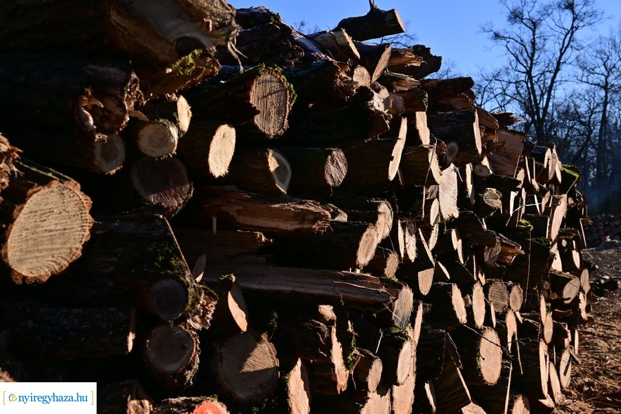 Fakitermelés a Sóstói erdőben 20240129