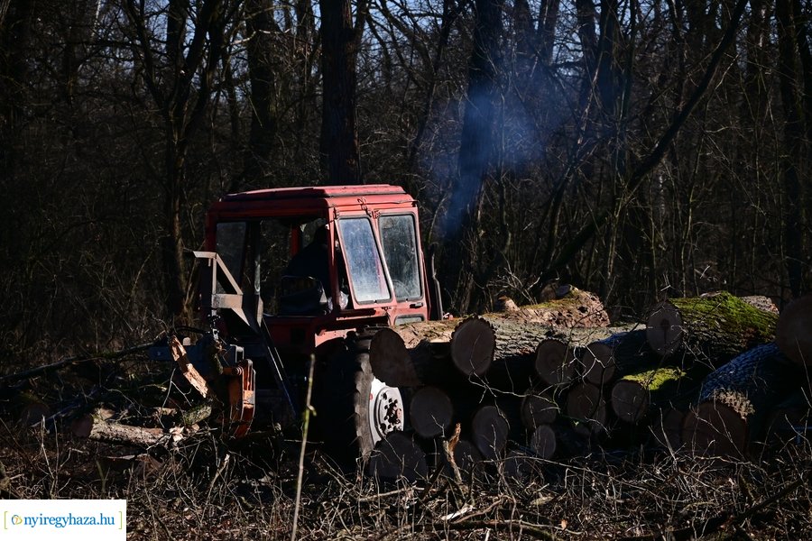 Fakitermelés a Sóstói erdőben 20240129