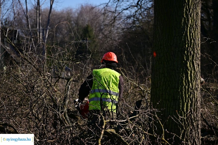 Fakitermelés a Sóstói erdőben 20240129