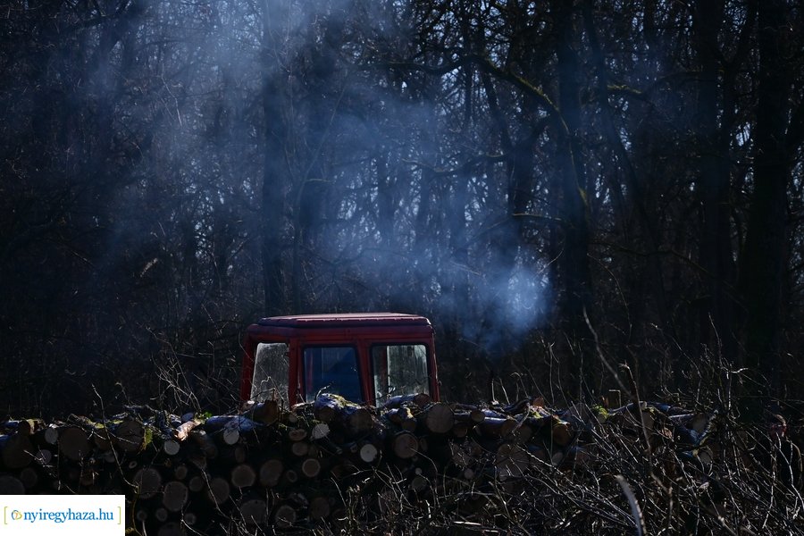 Fakitermelés a Sóstói erdőben 20240129